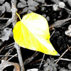 yellow_leaves-100x100